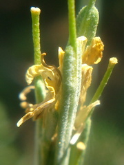 Erysimum cuspidatum