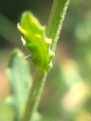 Erysimum cuspidatum