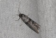 Lepidoscia annosella