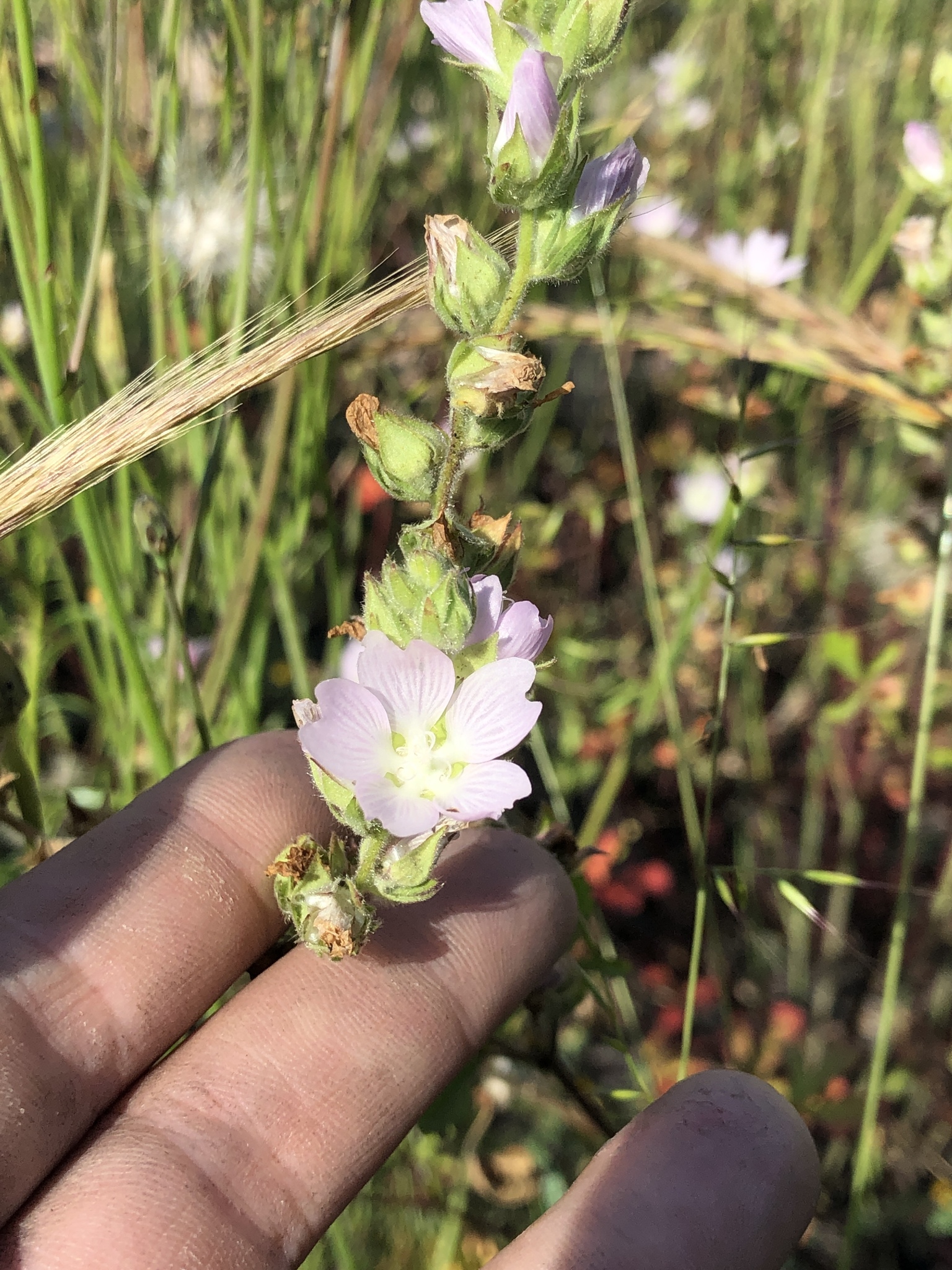 Sidalcea hickmanii ssp. napensis