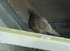Columba livia