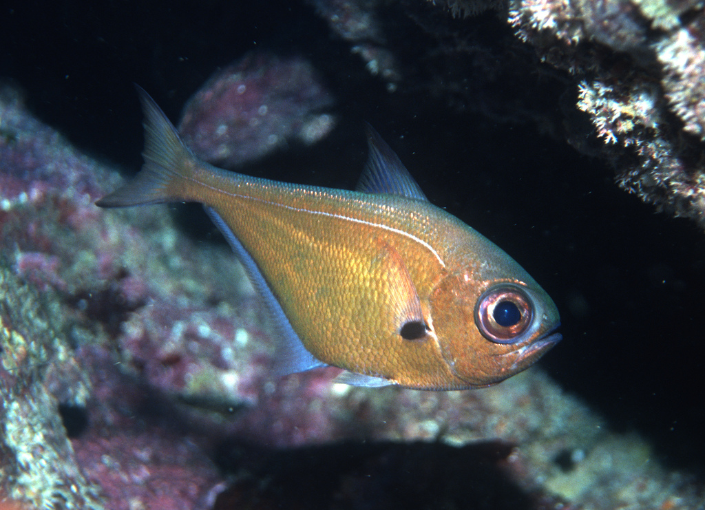 Pacific sweeper (Pempheris otaitensis) — Pempheridae