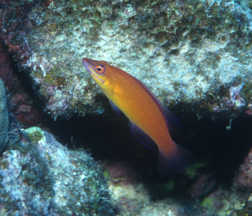 Citron Wrasse