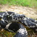 Lampropeltis getula getula - Photo (c) Robby Deans, alguns direitos reservados (CC BY-NC), uploaded by Robby Deans
