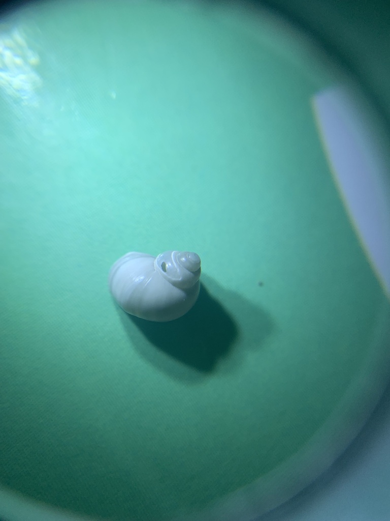 Green River Pebblesnail