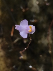 Utricularia biceps