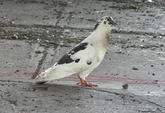 Columba livia