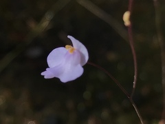 Utricularia biceps