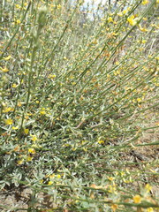 Acmispon procumbens procumbens