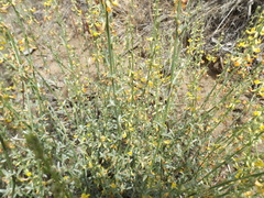 Acmispon procumbens procumbens