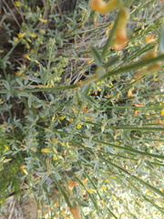 Acmispon procumbens procumbens