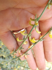 Acmispon procumbens procumbens