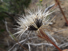 Uropappus