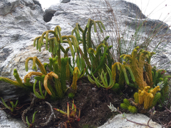 Phlegmariurus gnidioides