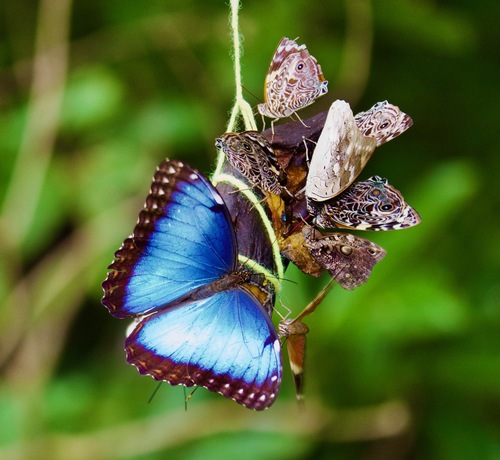 Common Morpho