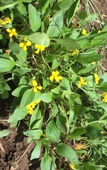 Viola nuttallii