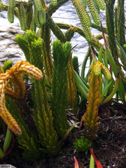 Phlegmariurus gnidioides