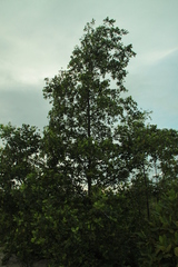 Sonneratia caseolaris