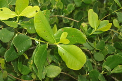 Sonneratia caseolaris