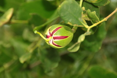 Sonneratia caseolaris