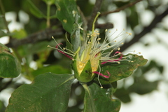 Sonneratia caseolaris