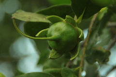 Sonneratia caseolaris