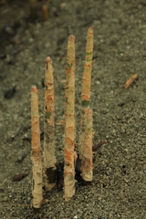 Sonneratia caseolaris