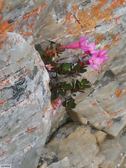 Brachysiphon rupestris