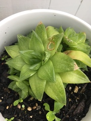 Haworthia