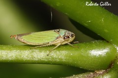 Bucephalogonia xanthophis