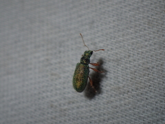 Polydrusus pterygomalis