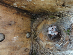 Poecile carolinensis