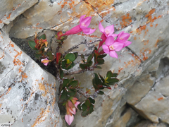 Brachysiphon rupestris