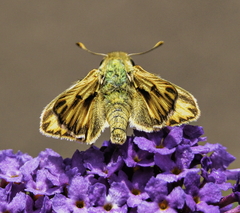 Hylephila phyleus