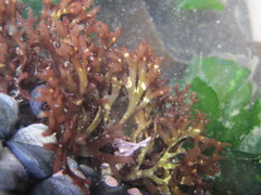 Trematocarpus dichotomus