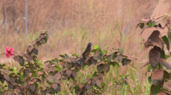 Sporophila angolensis