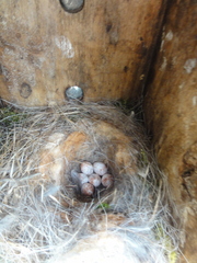 Poecile carolinensis