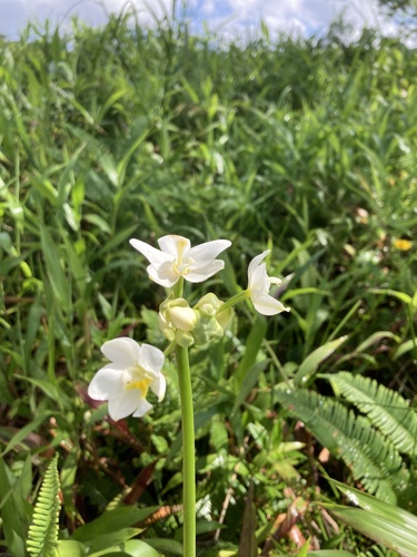 Spathoglottis micronesiaca observed 2024-07-20
