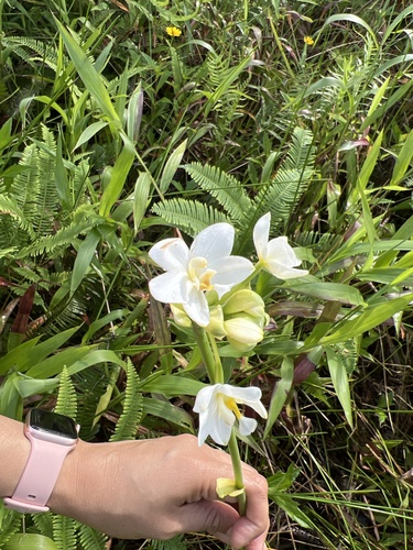 Spathoglottis micronesiaca observed 2024-07-20