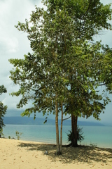 Homalium caryophyllaceum