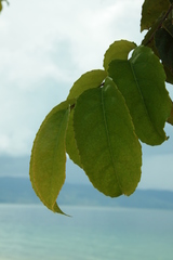 Homalium caryophyllaceum