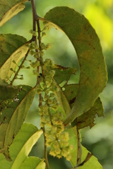 Homalium caryophyllaceum