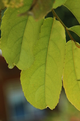 Homalium caryophyllaceum