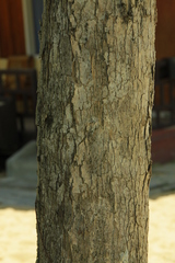 Homalium caryophyllaceum