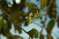 Homalium caryophyllaceum