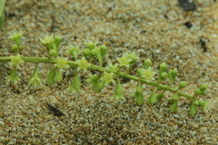 Homalium caryophyllaceum