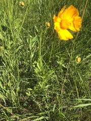 Coreopsis grandiflora