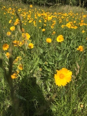 Coreopsis grandiflora