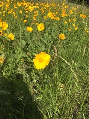 Coreopsis grandiflora