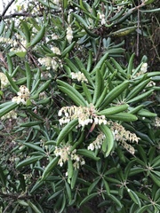 Comarostaphylis diversifolia diversifolia